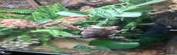 Frog reptiles for sale: 3 Borneo Eared Frogs w/setup in Hereford - Advert 5