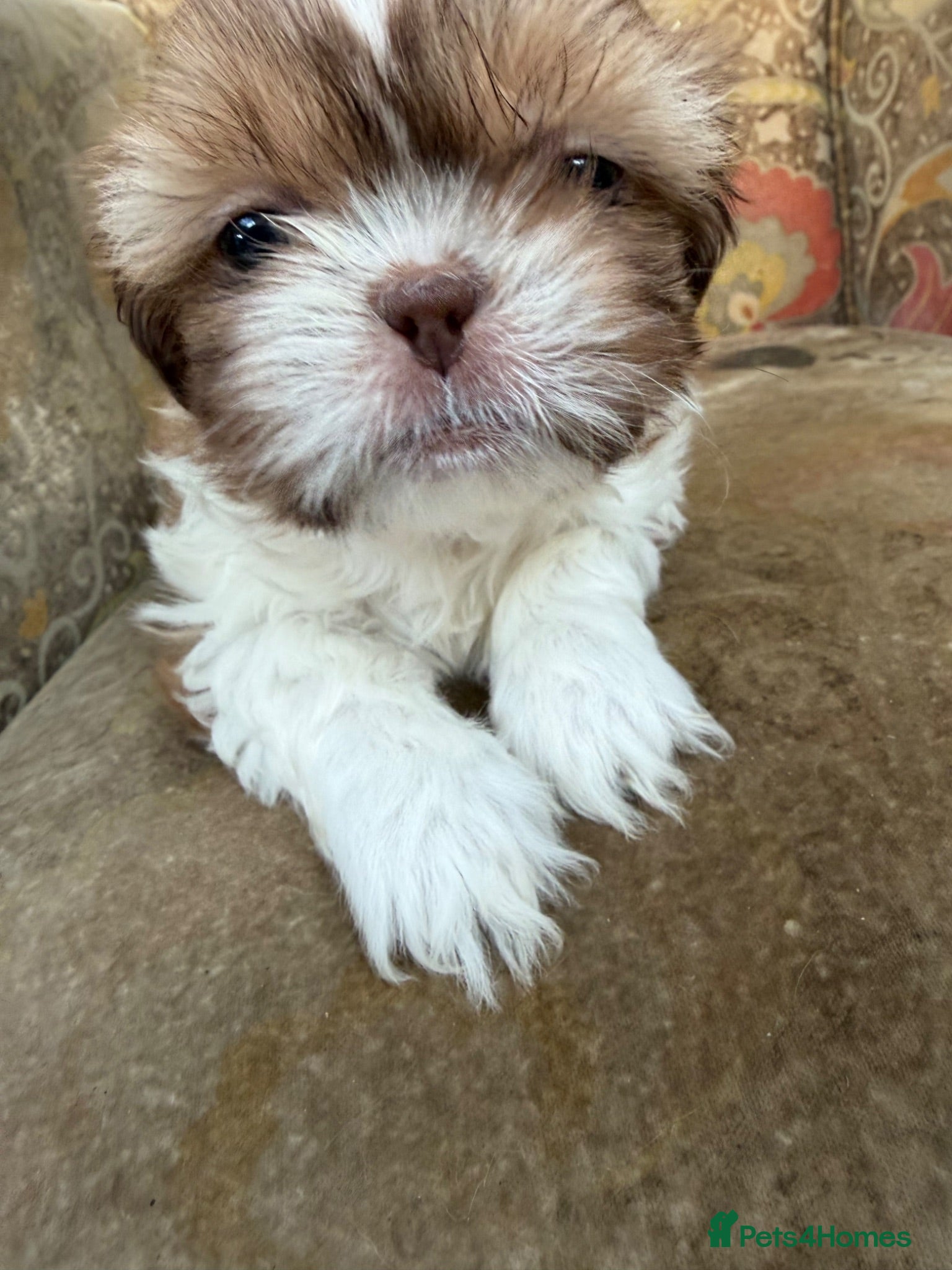Shih Tzu dogs Imperial Shih Tzu pups for sale  - Advert 2