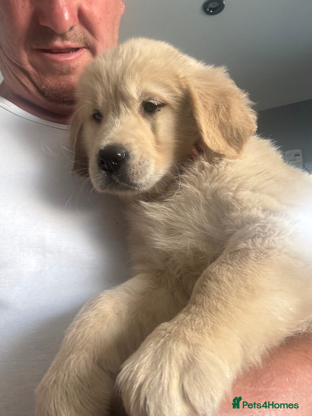 Golden Retriever dogs for sale: Beautiful Golden Retriever puppies - Image 25