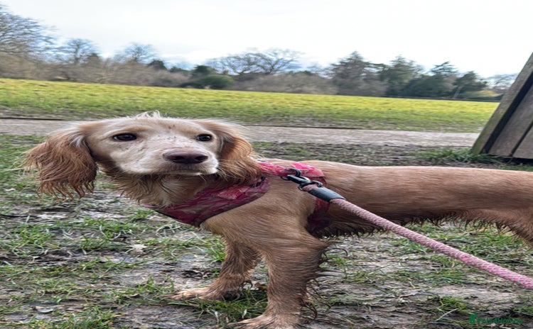 English Springer Spaniel dogs last baby looking for his forever home🥺😍 - Advert 1