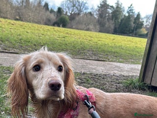 English Springer Spaniel dogs 11 week old spaniel puppy - Advert 1