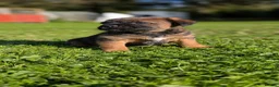 Border Terrier dogs for sale: Boisterous Borders  - Advert 8