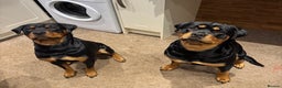 Rottweiler dogs for sale: Chunky Rottweiler Puppies - Advert 2