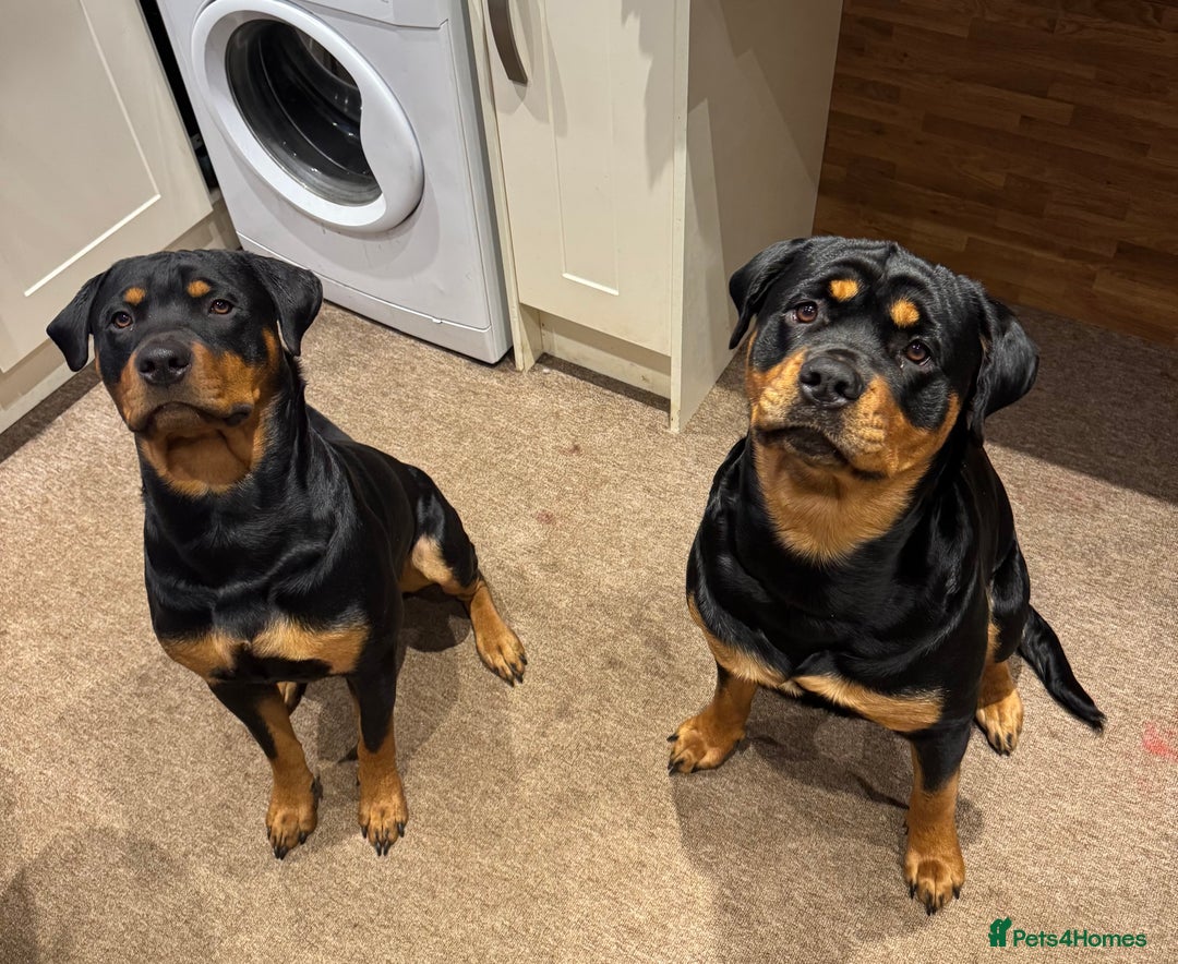 Rottweiler dogs for sale: Chunky Rottweiler Puppies - Advert 2