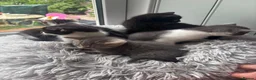 Mixed Breed cats for sale: Beautiful kittens ready now  - Advert 4