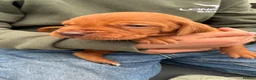 Hungarian Vizsla dogs for sale: 🐶Adorable KC Vizsla Puppies heart 💗🩵 in Machynlleth - Advert 19