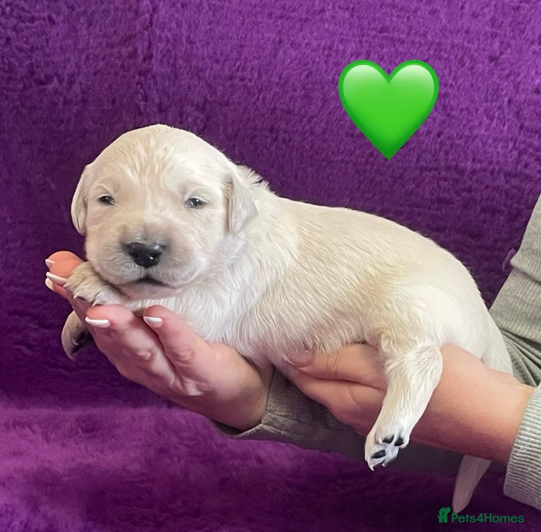 Golden Retriever dogs for sale: KC Reg Cream Boys from health tested parents.  - Image 21