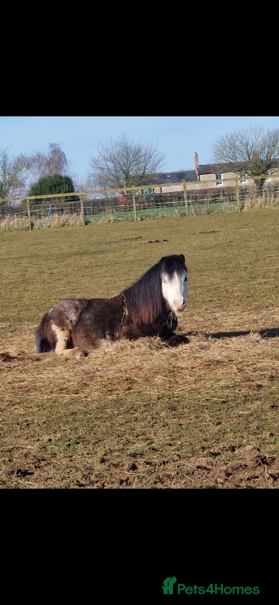 Welsh Section A horses for sale: Friendly 2.5 year colt  - Advert 3