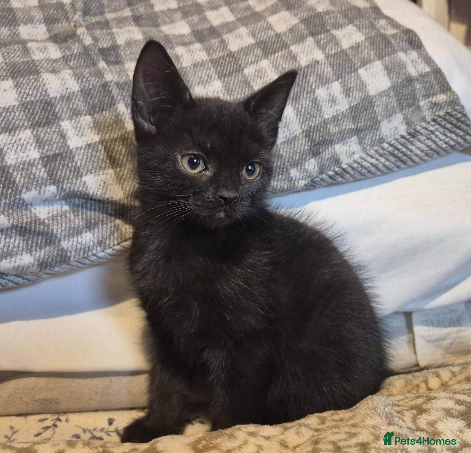 Mixed Breed cats Last 2 kittens left 8 weeks old  - Advert 1