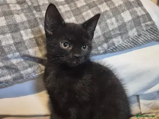 Mixed Breed cats Last 2 kittens left 8 weeks old - Advert 1