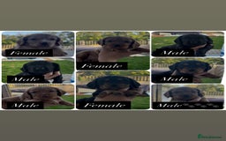 Cocker Spaniel dogs for sale: Working Cocker Spaniels  - Image 2