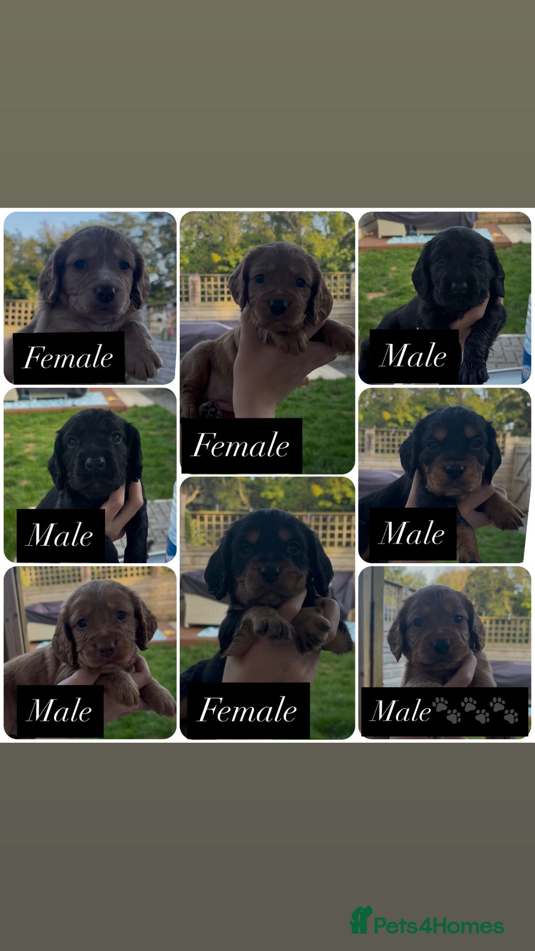 Cocker Spaniel dogs for sale: Working Cocker Spaniels  - Image 2