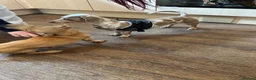 Miniature Dachshund dogs for stud: 🍦Cupid Draw back your bow🩷 up for stud!  - Advert 9