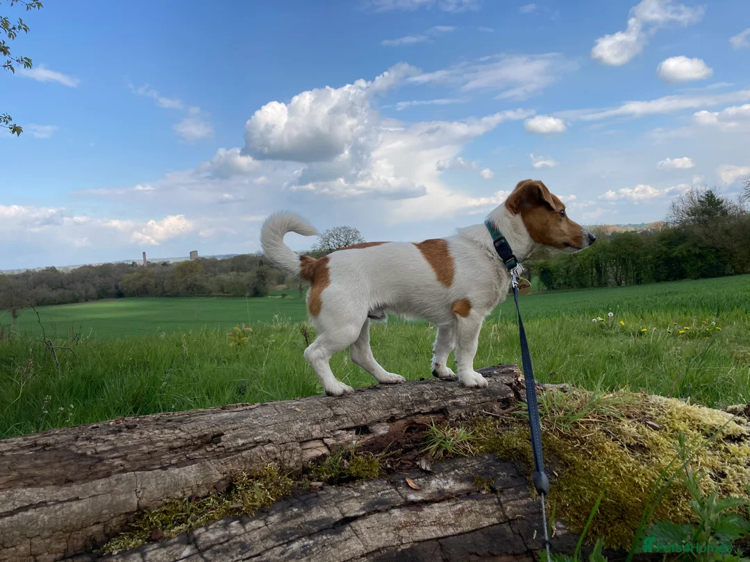 Jack Russell dogs for stud: Ronnie the jack russell for stud only.  in Stone - Advert 8