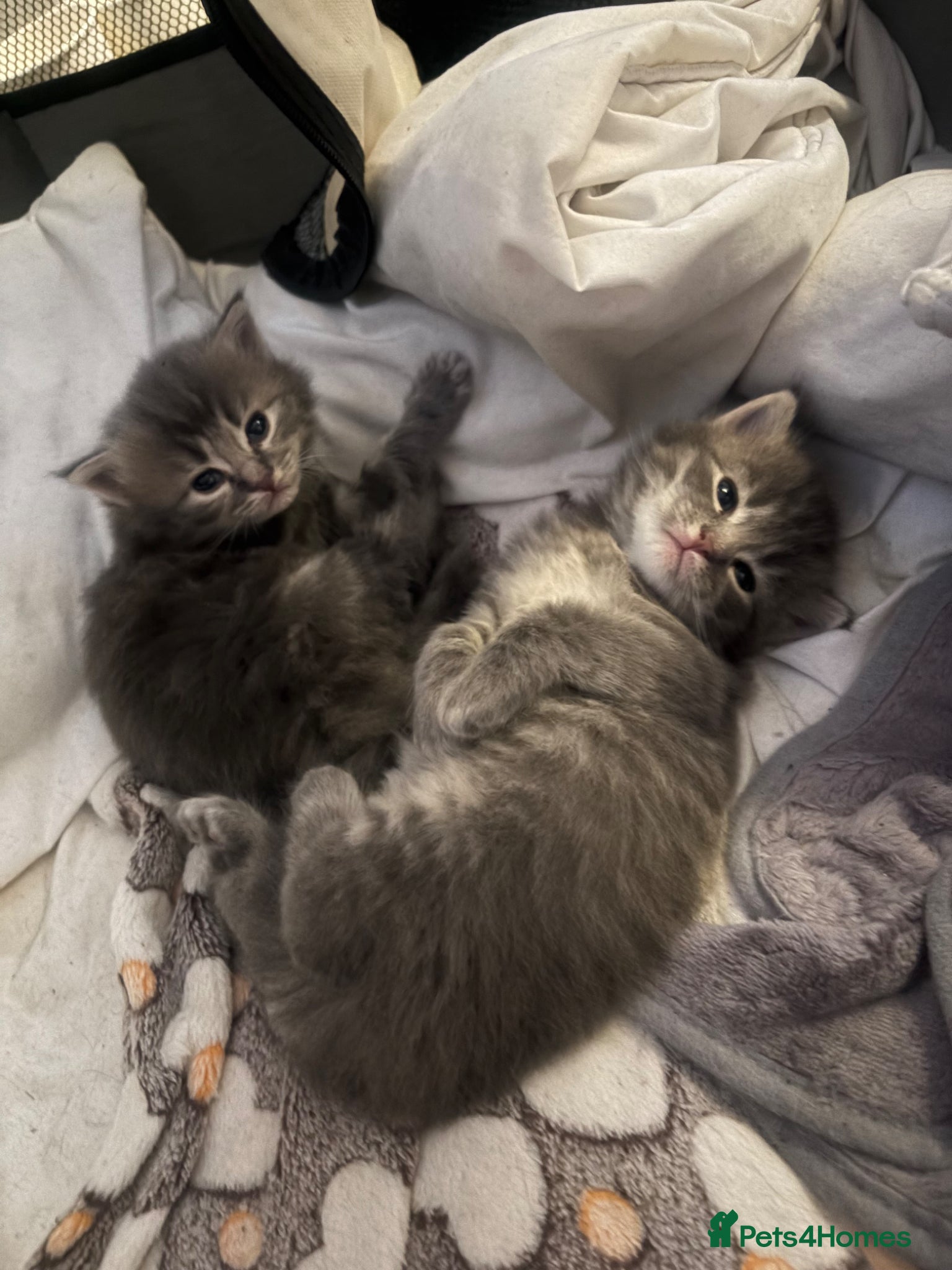 Ragdoll cats for sale: Ragdoll cross Norwegian forest cat - Advert 5