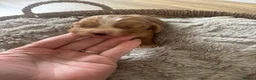 Cocker Spaniel dogs for sale: 6 Beautiful Cocker Spaniel Pups - Advert 13