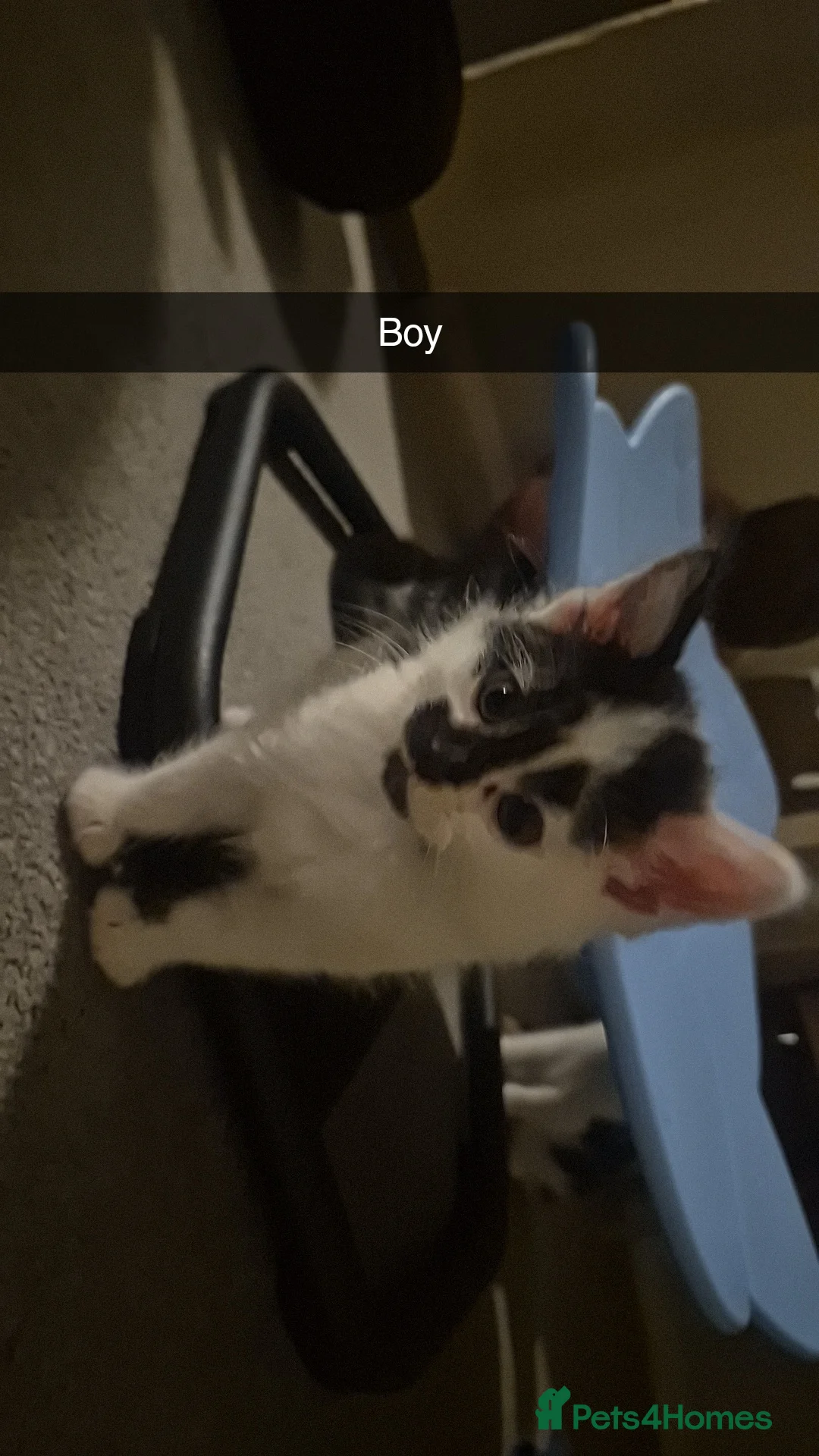 Domestic Shorthair cats for sale: 3 short hair 1 long hair domestic kittens  - Advert 10