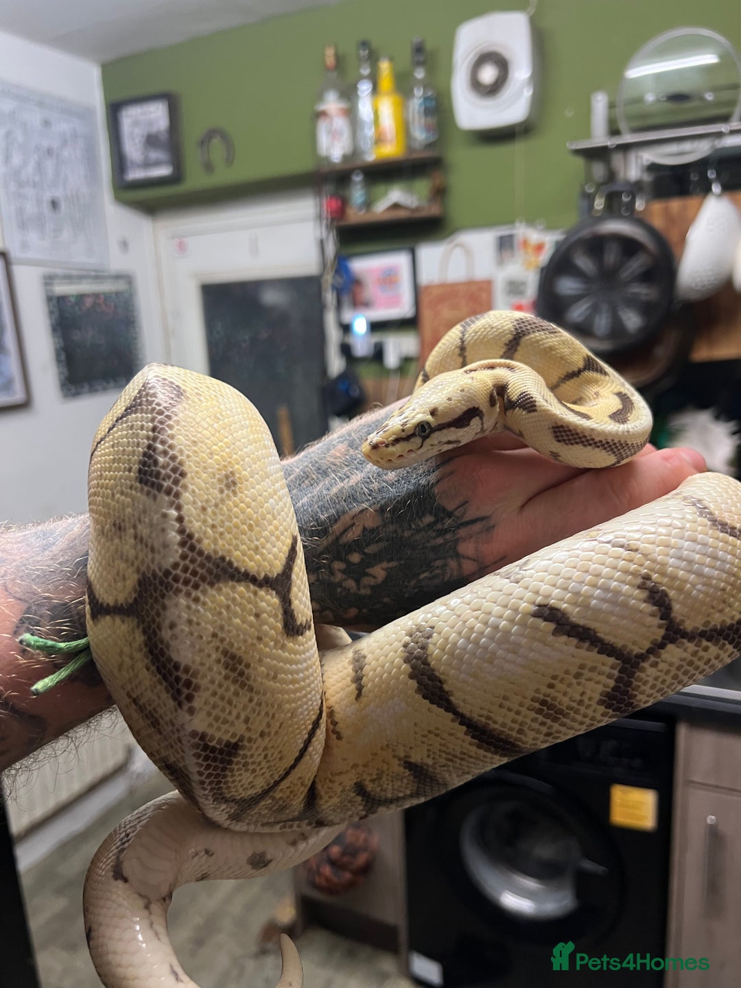 Python Snake reptiles for sale: Two pythons  - Image 3