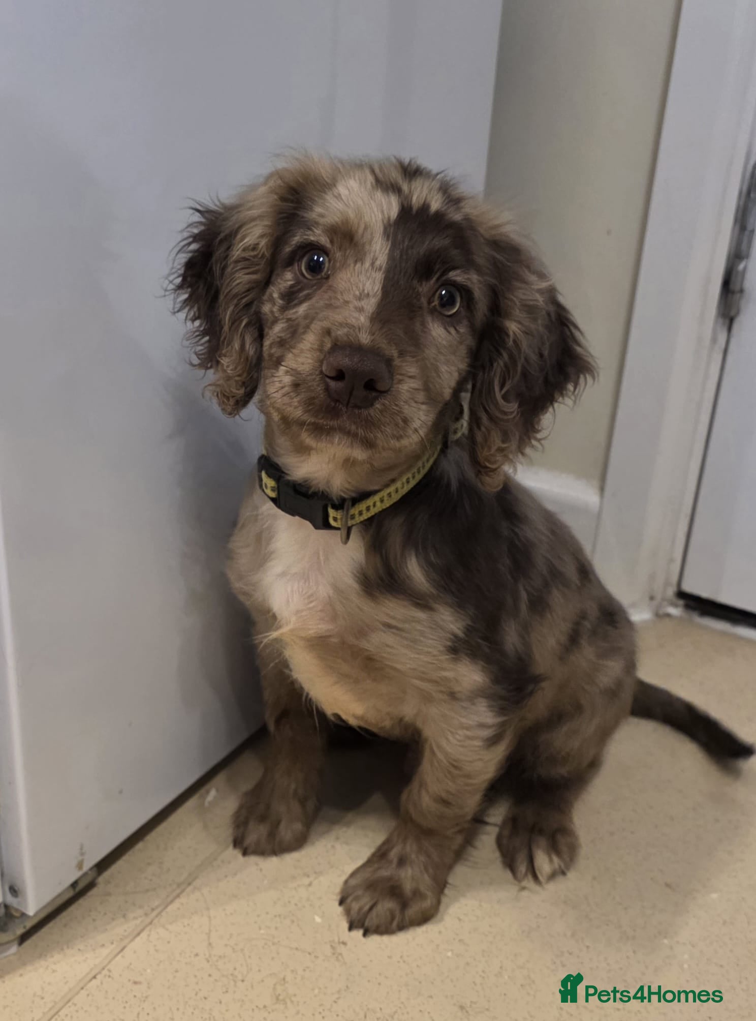 Cocker Spaniel dogs Rare roan cocker spaniel puppy  - Advert 1