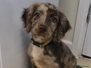 Cocker Spaniel dogs Rare roan cocker spaniel puppy - Advert 1