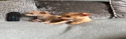 Chihuahua dogs for sale: READY NOW - 1 LILAC BOYS LEFT!! - Advert 3