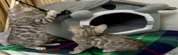 Bengal cats for sale: purebred Bengal kittens - Advert 4