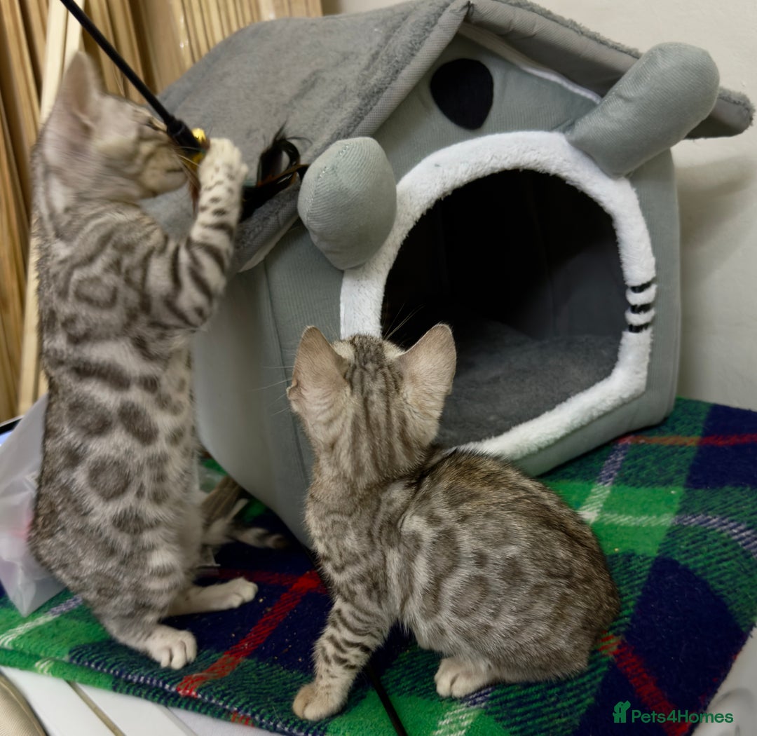 Bengal cats for sale: purebred Bengal kittens - Advert 4