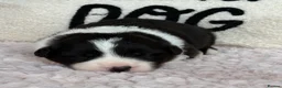 Border Collie dogs for sale: Outstanding KC Show Border Collie Puppies - Advert 10