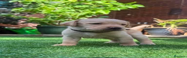 Labrador Retriever 5