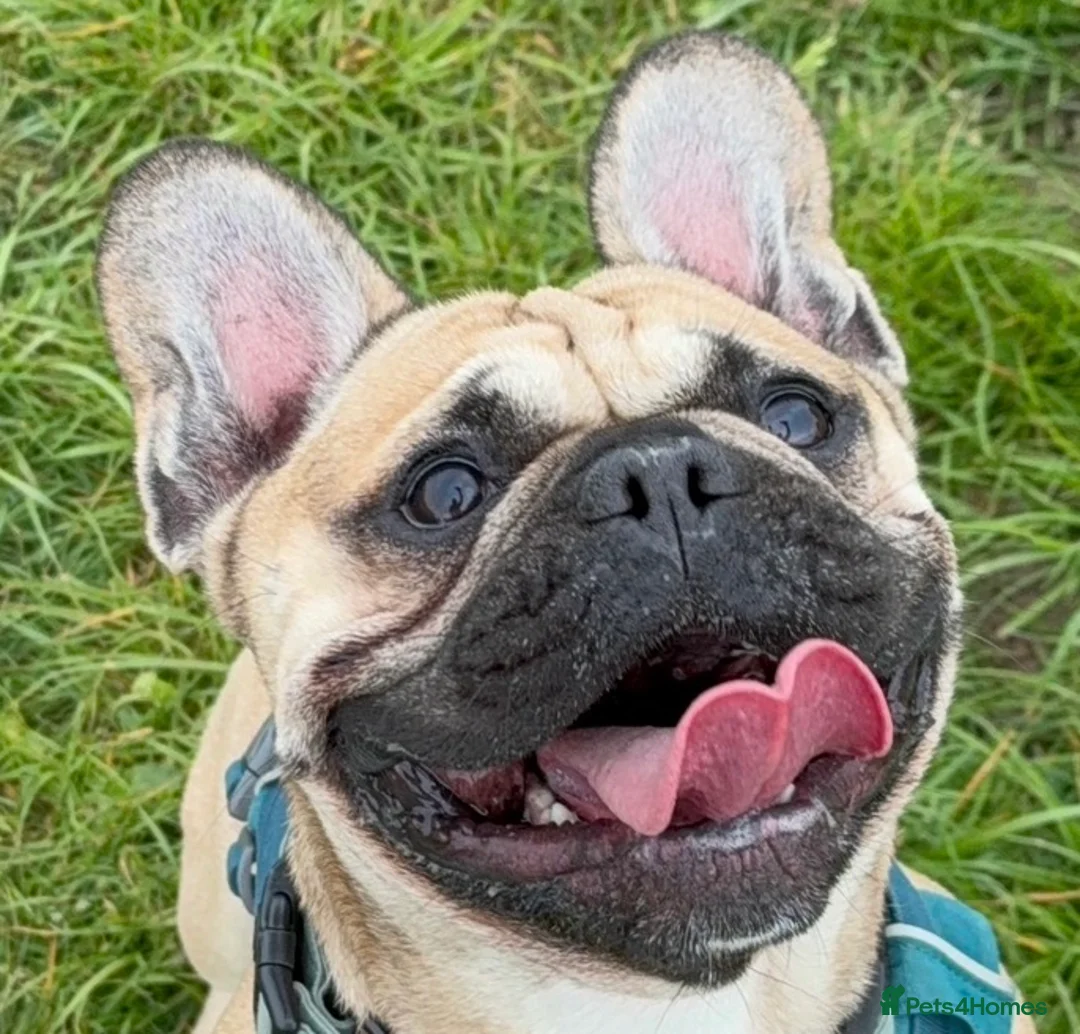 French Bulldog dogs for sale: Beautiful French bulldog  - Advert 2