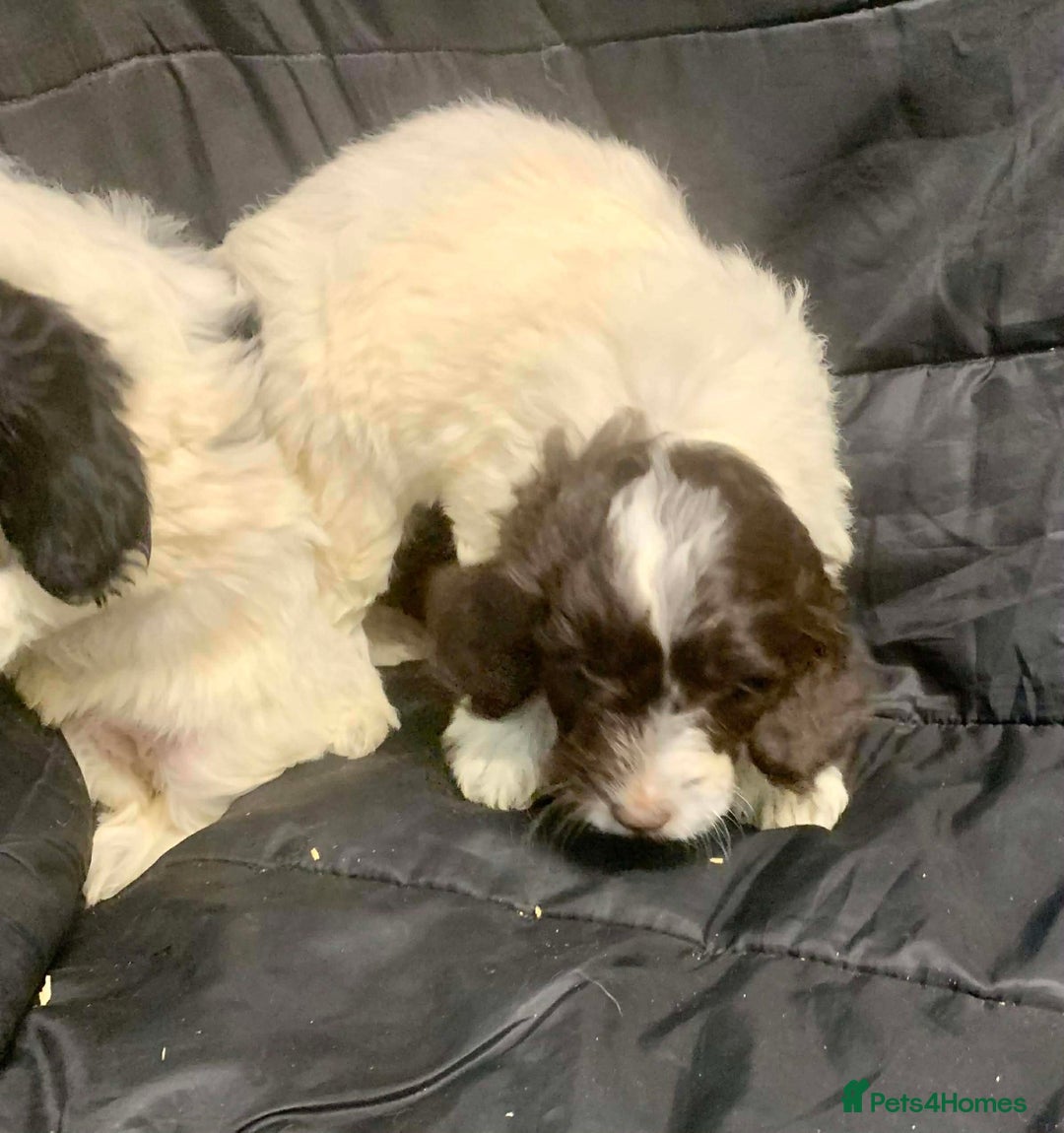 Cockapoo dogs for sale: F1 Cockapoo puppies ready now  - Advert 8