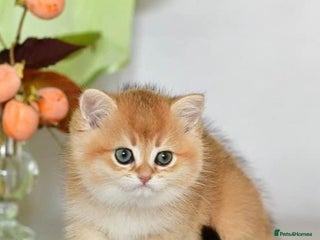 British Shorthair cats 🌟 Amazing Chocolate Golden BSH kittens🌟 - Advert 6