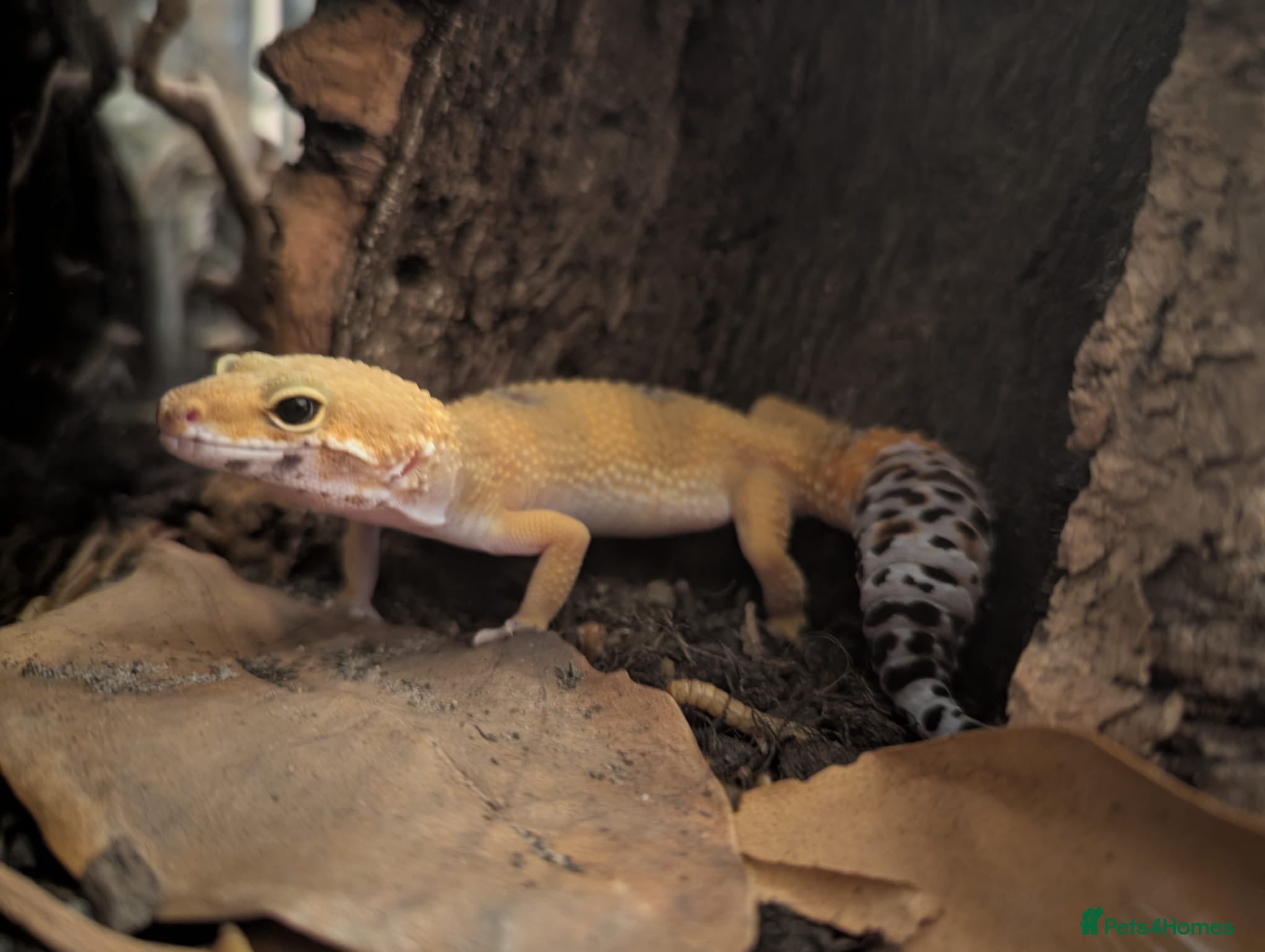Gecko reptiles Leopard gecko  - Advert 1