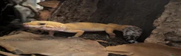 Gecko reptiles for sale: Leopard gecko  - Advert 1