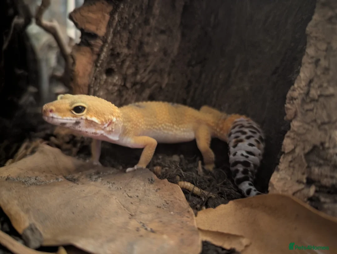 Gecko reptiles for sale: Leopard gecko  - Advert 1