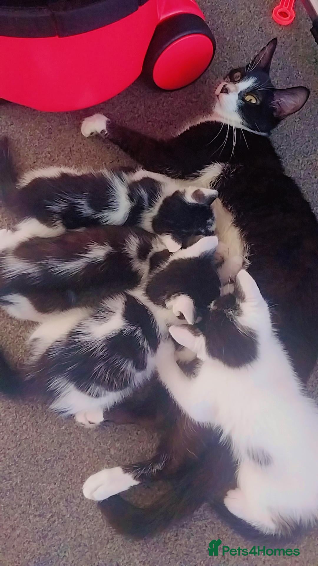 Mixed Breed cats 8 week old kittens for sale 2 boys and a girl - Advert 1