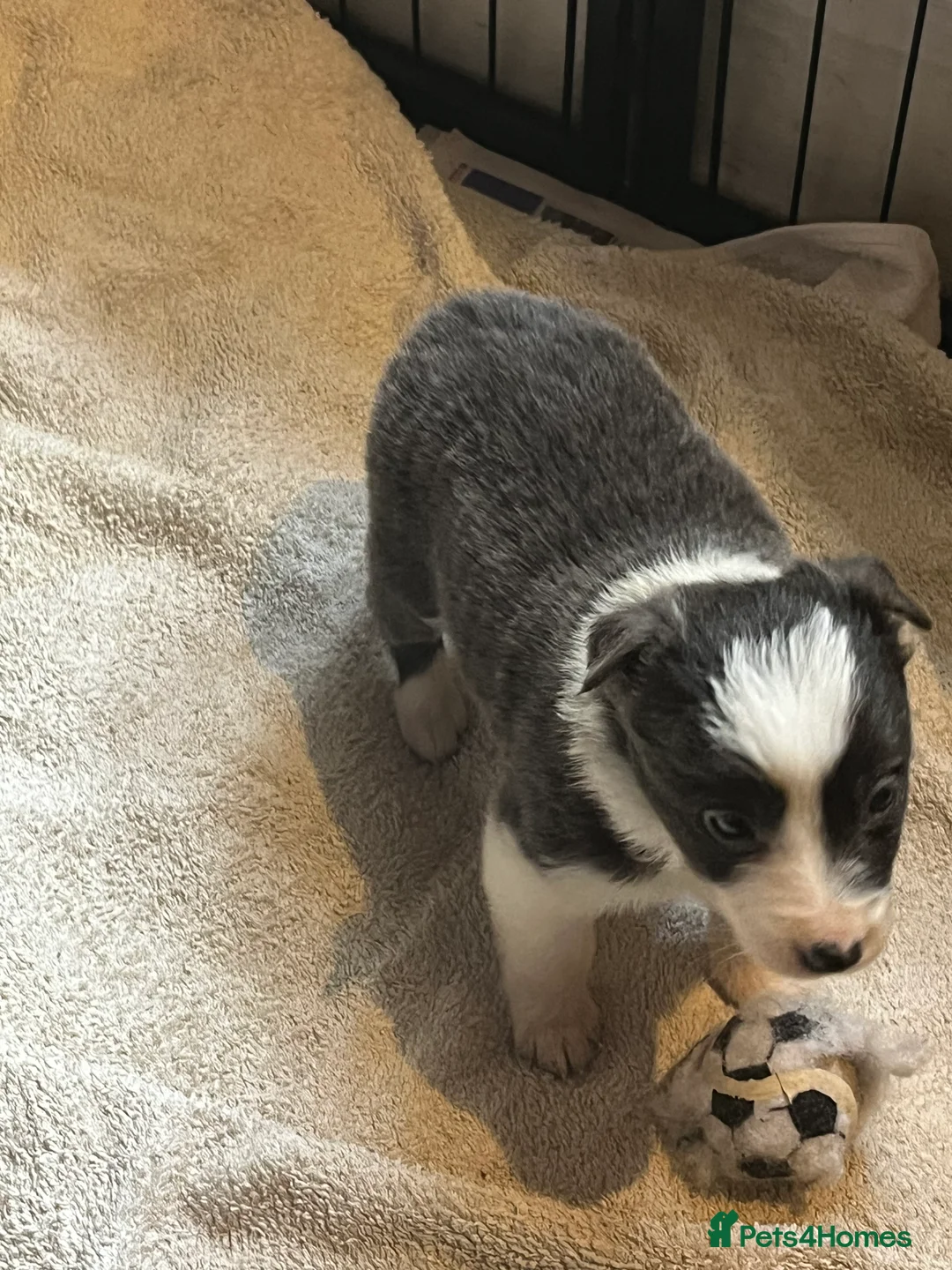 Border Collie dogs for sale: Border collie puppies, excellent litter!!  - Advert 7