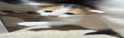 Mixed Breed cats for sale: Mixed breed beautiful kittens  - Advert 6