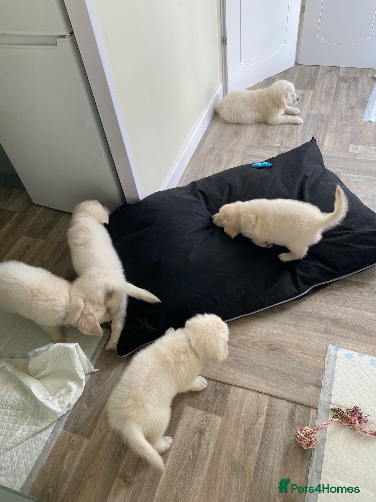 Golden Retriever dogs Kc golden retrievers  - Advert 2