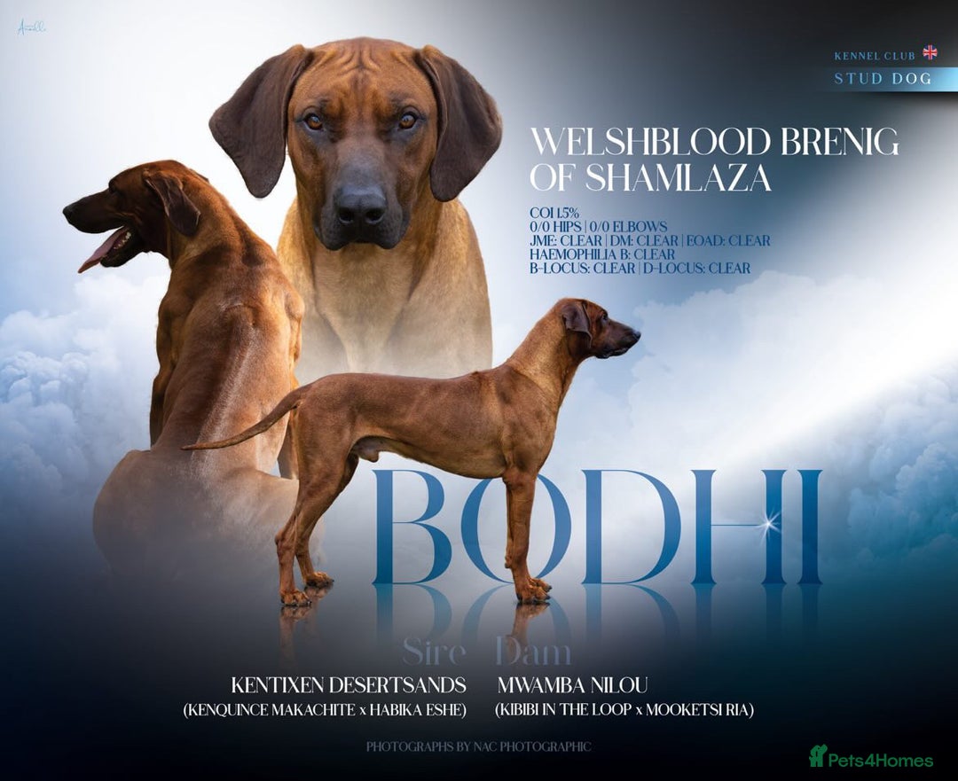 Rhodesian Ridgeback dogs for stud: Fully Health Tested KC Rhodesian Ridgeback Stud - Advert 1