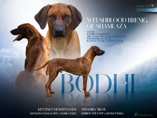 Rhodesian Ridgeback dogs Fully Health Tested KC Rhodesian Ridgeback Stud - Advert 2