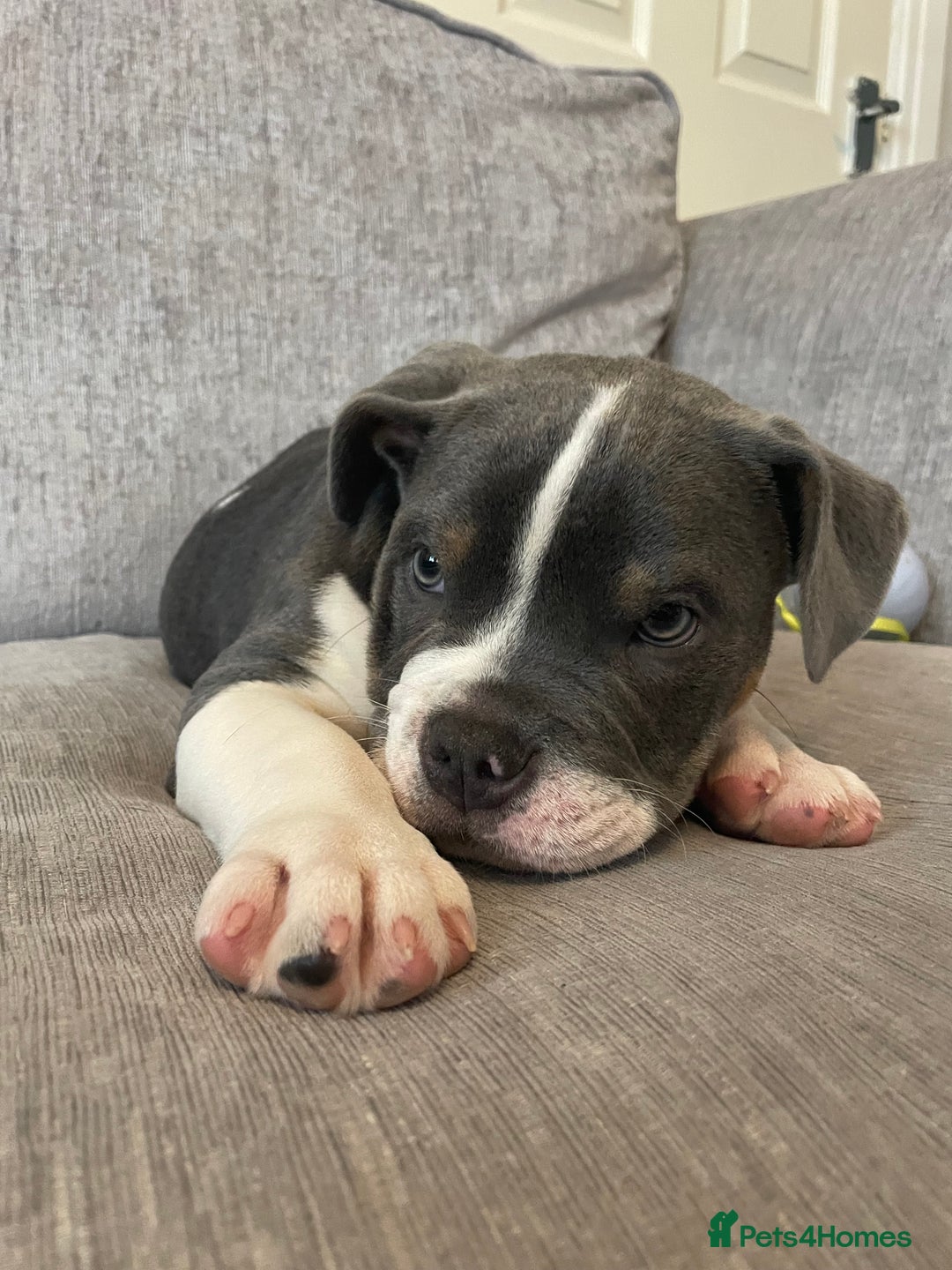 Mixed Breed dogs for sale: Beautiful 6-Month-Old Puppy – Ghost - Advert 4