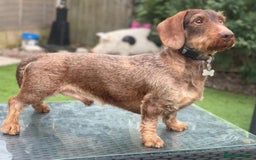Dachshund dogs for sale: 🩷💙Stunning KC Wire haired Dachshunds🩷💙 - Image 35