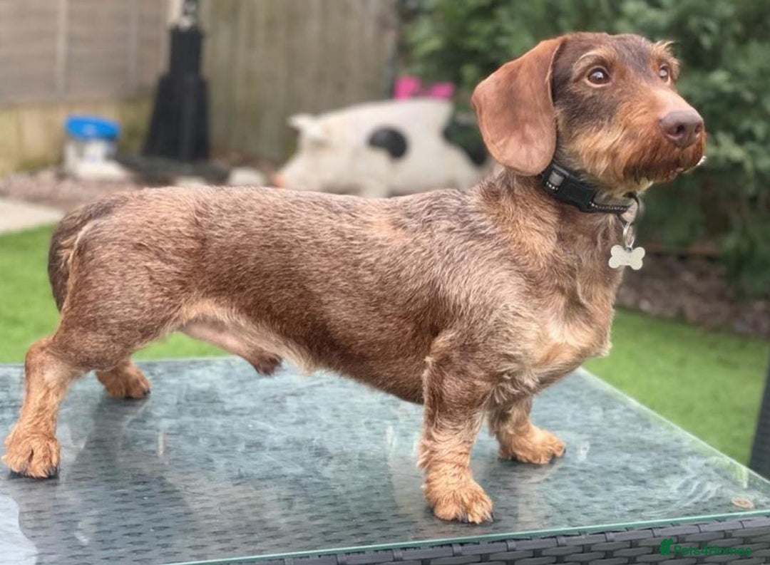 Dachshund dogs for sale: 🩷💙Stunning KC Wire haired Dachshunds🩷💙 - Image 35