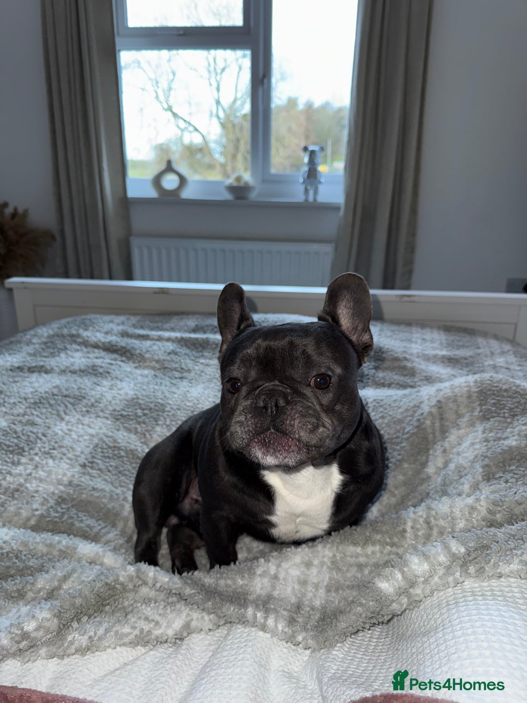 French Bulldog dogs for sale: 2 Male French Bulldogs - Advert 3