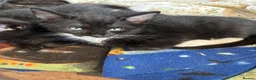 Mixed Breed cats for sale: Last male kitten looking for his new home  in Bracknell - Advert 8