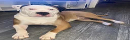 American Bulldog dogs for sale: 4 beautiful American bulldogs  in Coventry - Advert 18