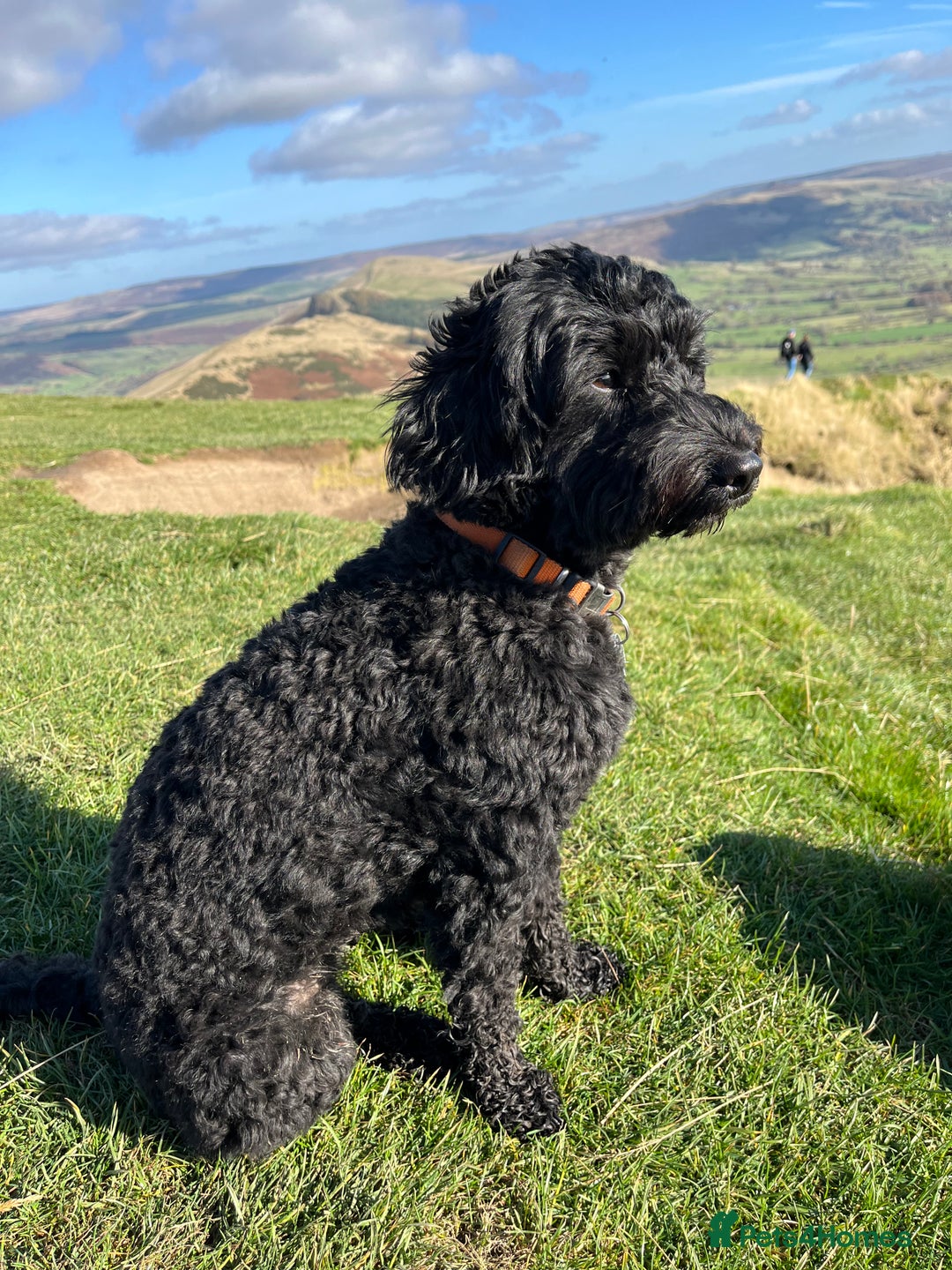 Cockapoo dogs for sale: Litter of 5 cockapoos for sale  - Advert 1
