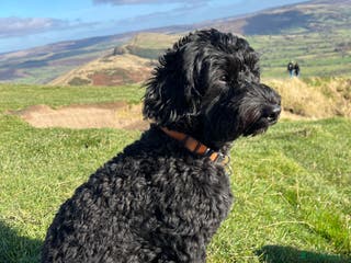 Cockapoo dogs Litter of 5 cockapoos for sale - Advert 10