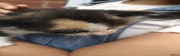 Siberian cats for sale: Adorable Siberian kittens - Advert 4